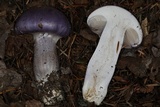 Cortinarius subfoetidus image