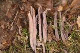 Alloclavaria purpurea image