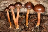 Chroogomphus vinicolor image