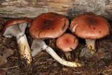 Gomphidius subroseus image