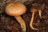 Chroogomphus tomentosus image