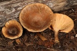 Hygrophoropsis rufa image