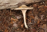 Clitopilus prunulus image