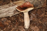 Russula pseudopelargonia image