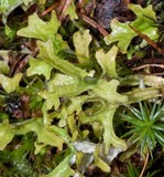 Cetraria islandica image