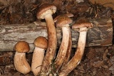 Armillaria solidipes image
