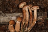 Armillaria solidipes image