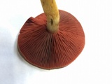Cortinarius semisanguineus image