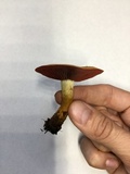 Cortinarius semisanguineus image