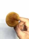 Cortinarius semisanguineus image