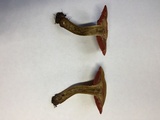 Cortinarius semisanguineus image