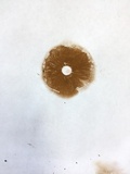 Cortinarius semisanguineus image