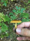 Cortinarius semisanguineus image