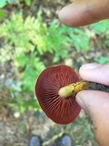 Cortinarius semisanguineus image