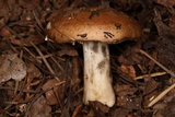Russula vinososordida image