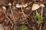 Mycena clavicularis image