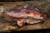 Leptoporus mollis image