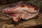 Leptoporus mollis image