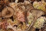 Arrhenia epichysium image