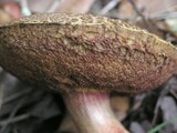 Boletus amylosporus image