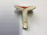 Russula pulchra image