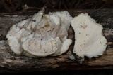 Tyromyces chioneus image