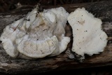 Tyromyces chioneus image
