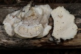 Tyromyces chioneus image