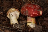 Russula rhodocephala image