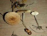 Gymnopus subpruinosus image