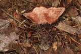 Hydnellum peckii image