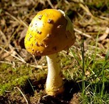 Amanita flavorubens image