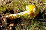 Amanita flavorubens image