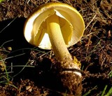 Amanita flavorubens image