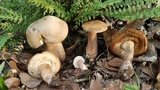 Tylopilus rubrobrunneus image