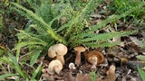 Tylopilus rubrobrunneus image