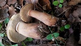 Tylopilus rubrobrunneus image