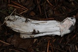 Hypomyces cervinigenus image
