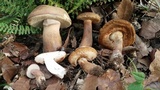 Tylopilus rubrobrunneus image