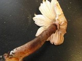 Leucoagaricus americanus image