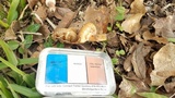 Tylopilus rubrobrunneus image