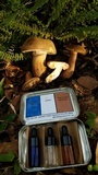 Tylopilus rubrobrunneus image