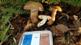 Tylopilus rubrobrunneus image