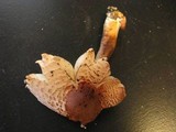 Leucoagaricus americanus image
