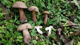 Tylopilus rubrobrunneus image