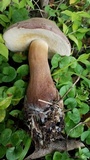 Tylopilus rubrobrunneus image