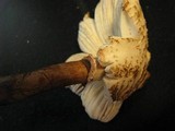 Leucoagaricus americanus image