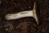 Russula vinosa image