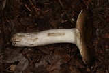 Russula vinosa image