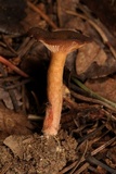 Lactarius atrobadius image